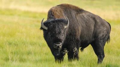Bison gores 83-year-old woman in Yellowstone