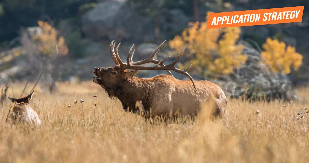 2018 new mexico elk application strategy article 1