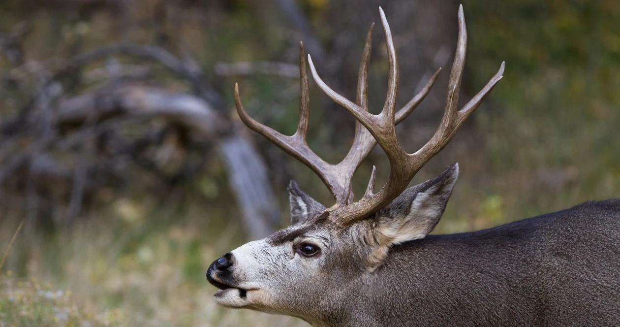 New permit mule deer district in montana 1