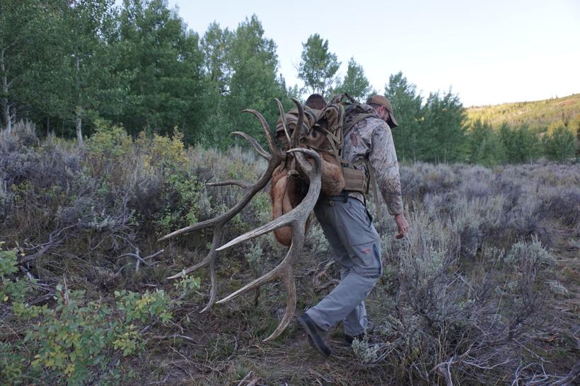 Packing out a bull elk
