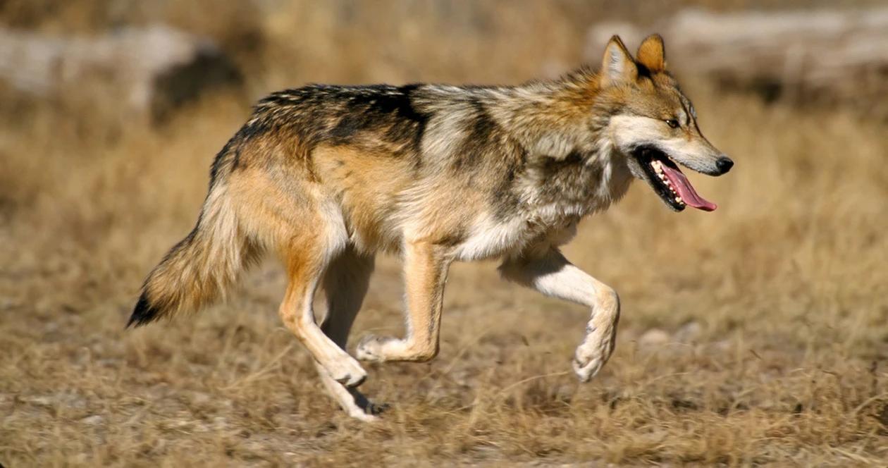 Mexican wolves range 1_0