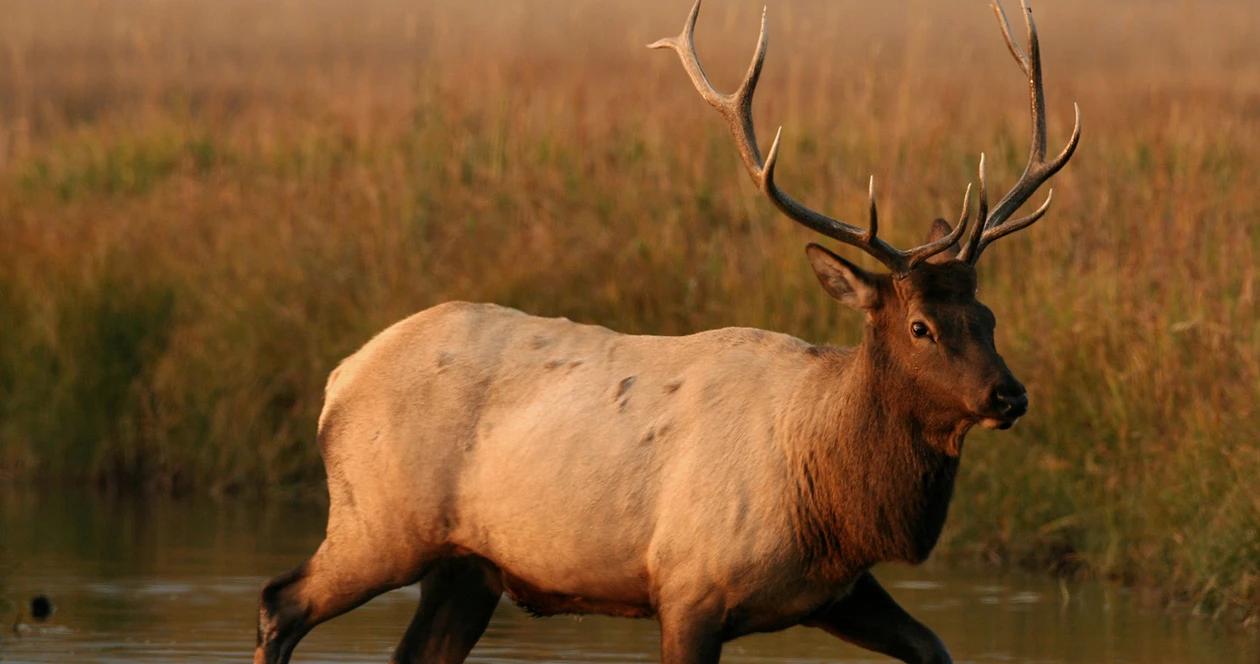 Wyoming elk native americans h1