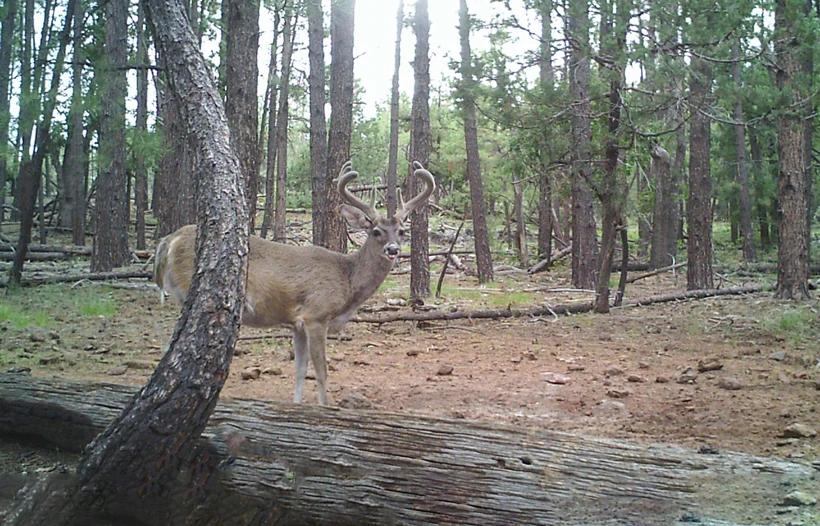 Arizona coues deer buck_0
