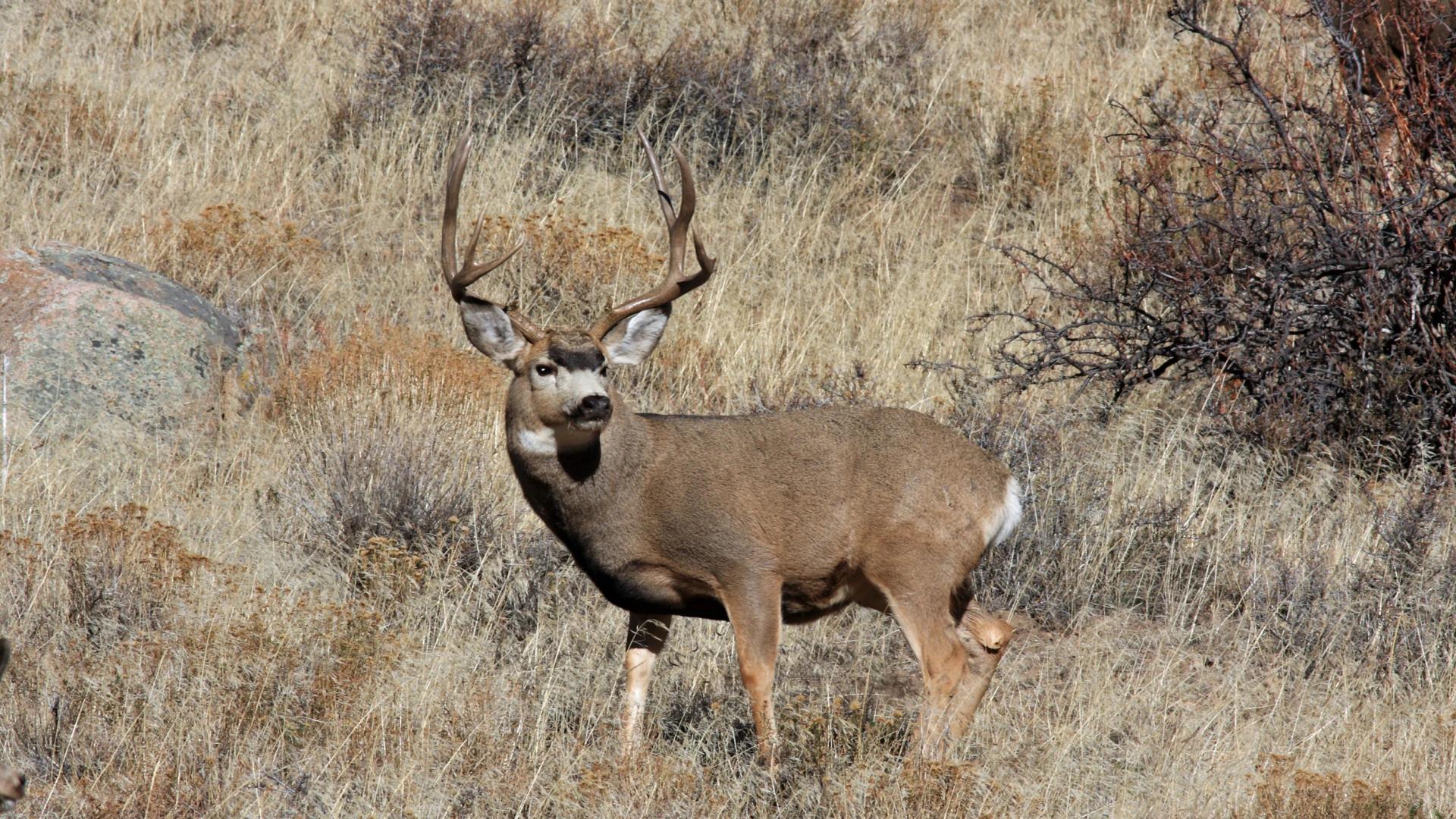 Information on 2024 Nevada nonresident guided draw for mule deer