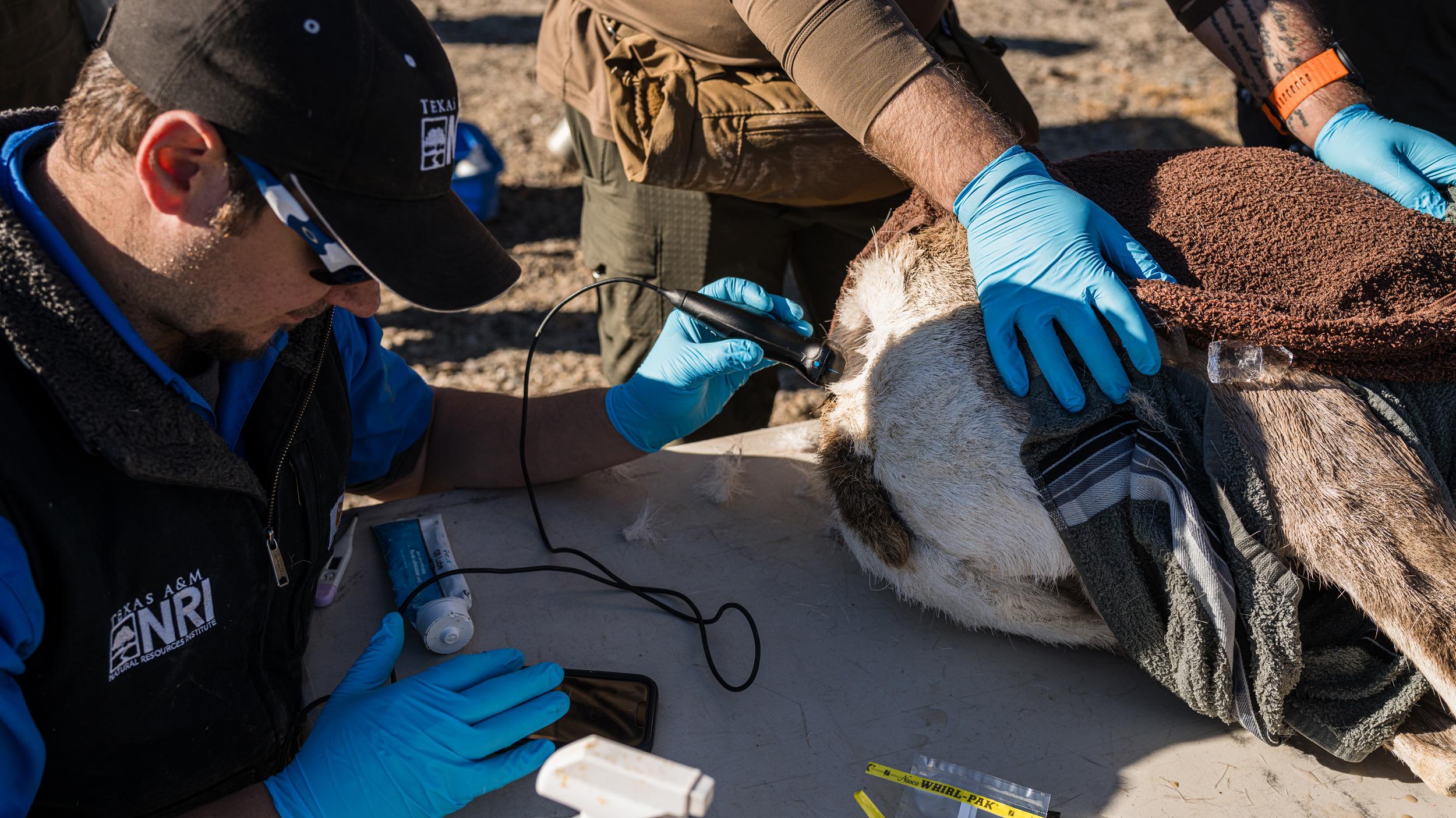 Checking out desert bighorn sheep