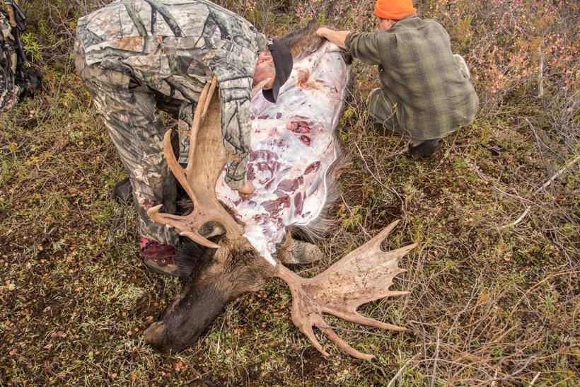 Removing moose hide