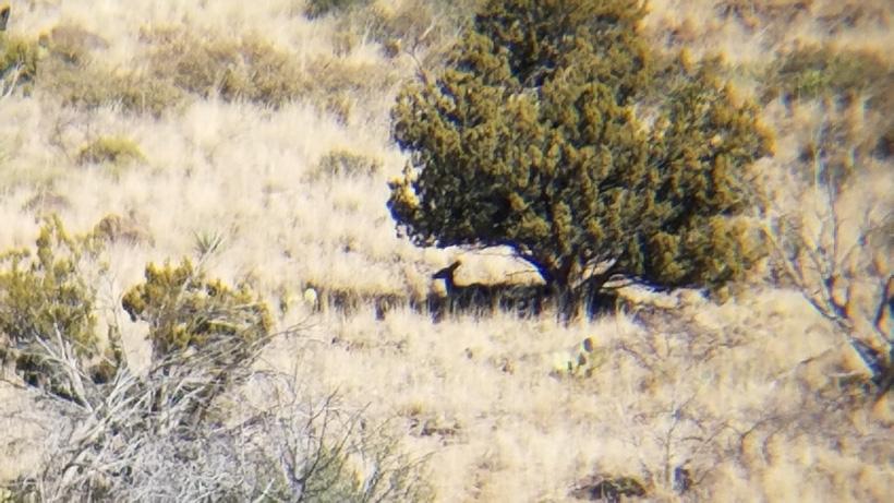 Glassing to find deer in the shade