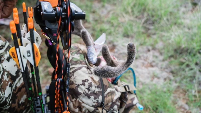 Packing out a velvet coues deer buck