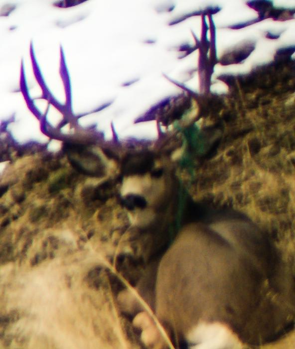 10 glassing for wintering mule deer