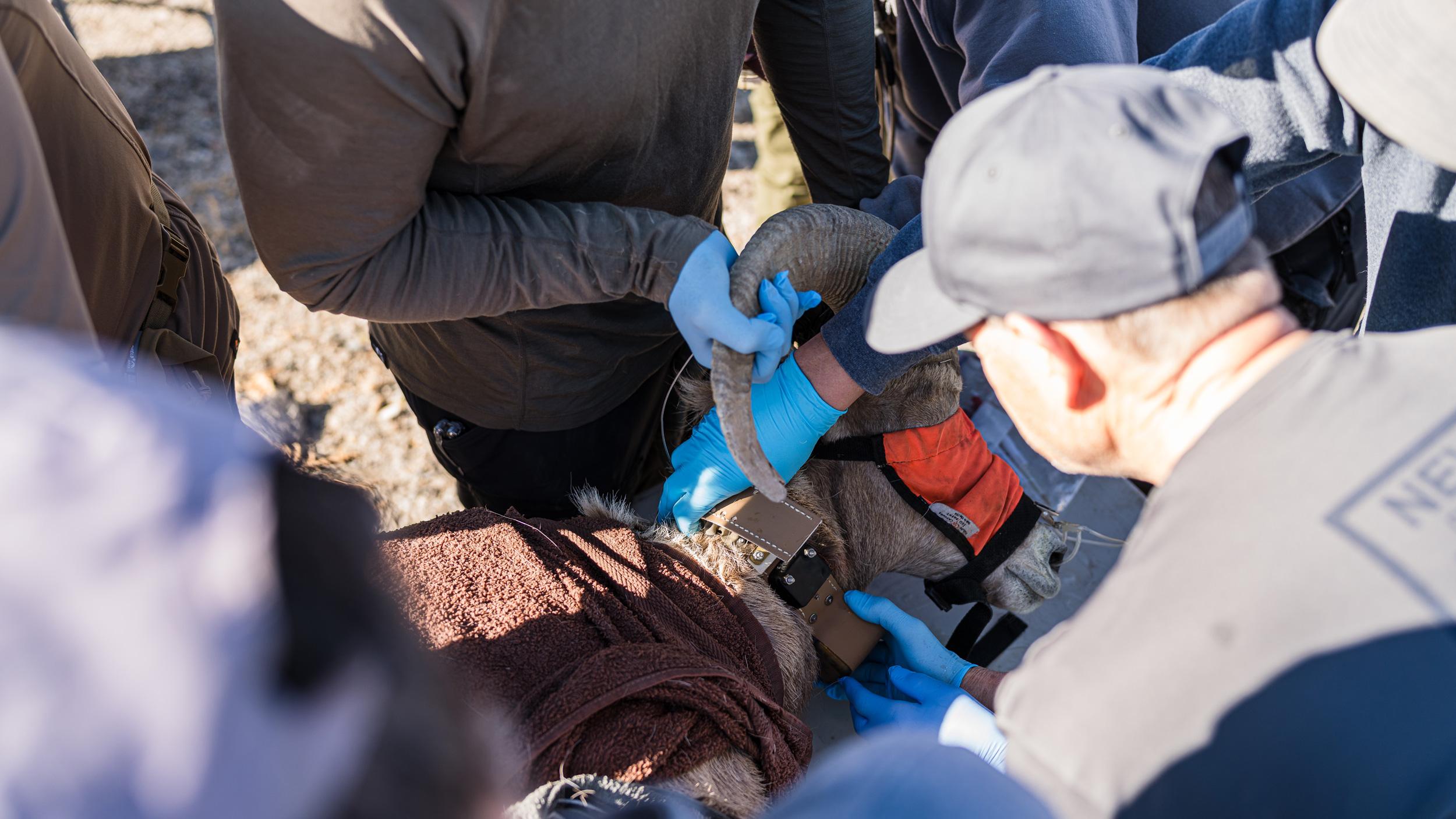 Attaching radio collar to desert bighorn sheep ram