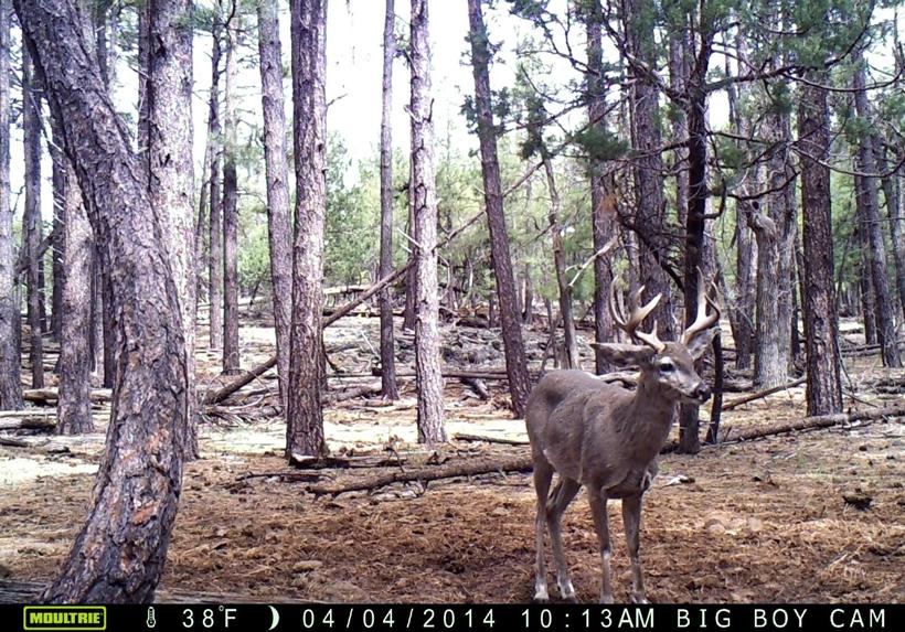 Darren choate coues deer trail camera