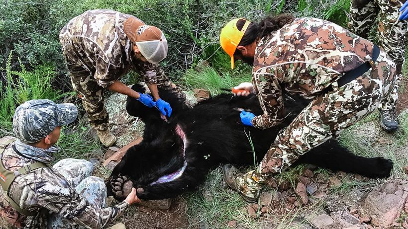 Skinning black bear