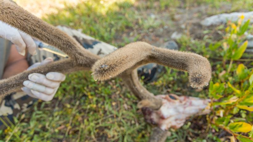 Preserving velvet deer antlers in the field