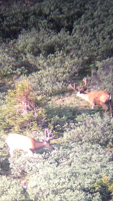 Scouting summer velvet mule deer in colorado