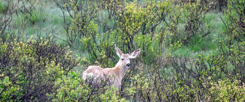 Growing mule deer buck