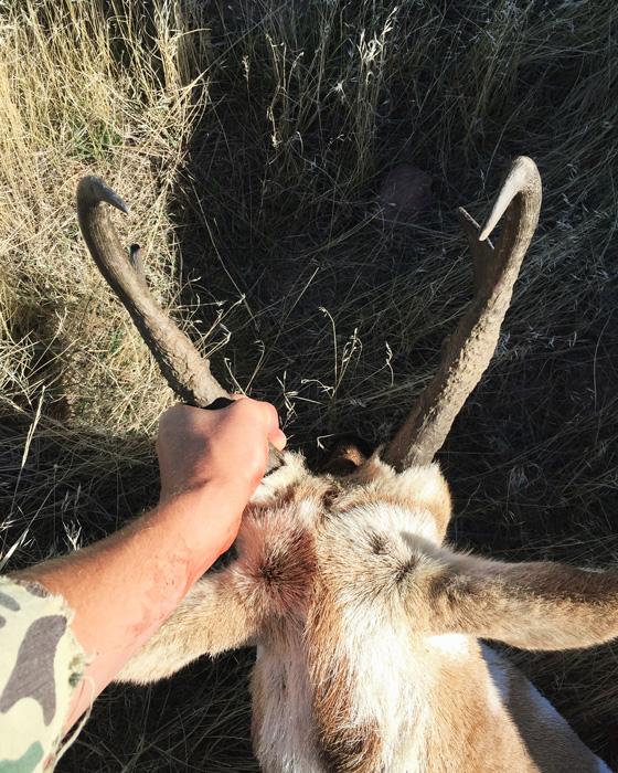 Back view of antelope horns