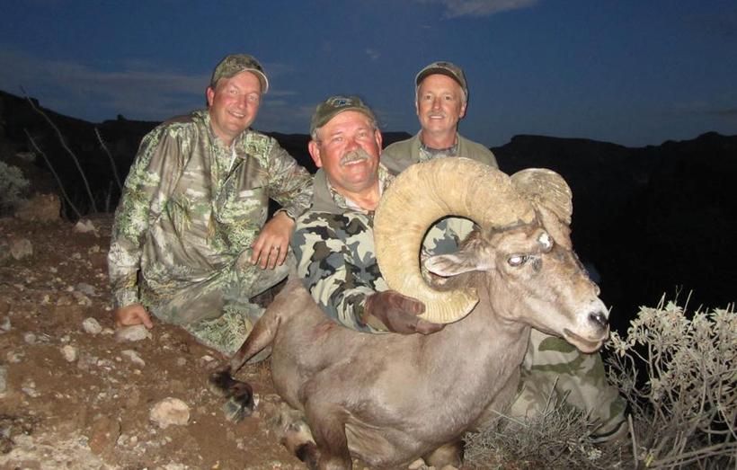 High point outfitters bighorn sheep