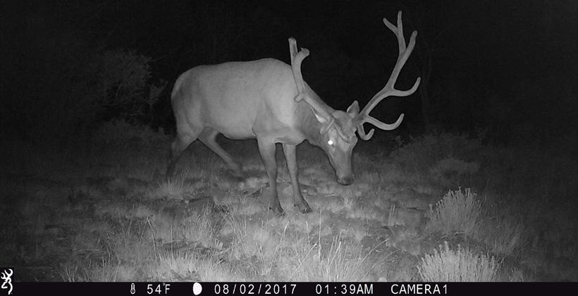 Bull elk on trail camera