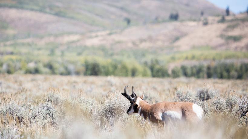 Antelope buck walking through sagebrush