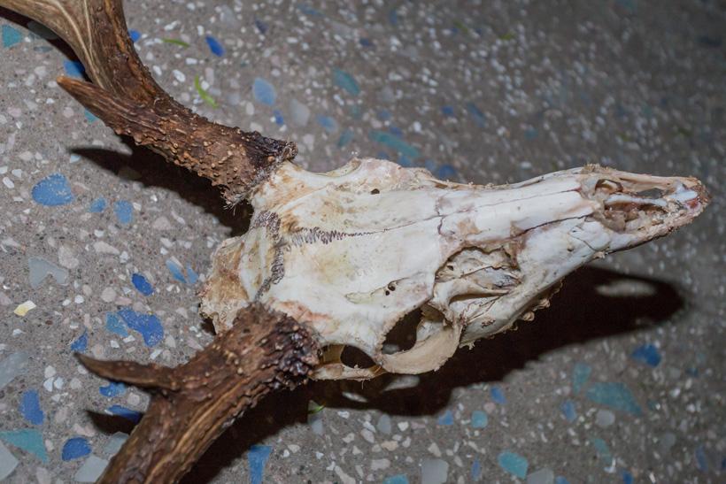 Skull after first scrape closeup