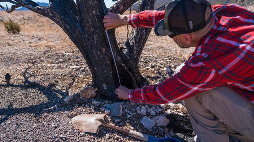 Measuring dimensions of tree stump for pedestal mount