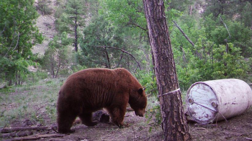 Large black bear headed to bait in arizona