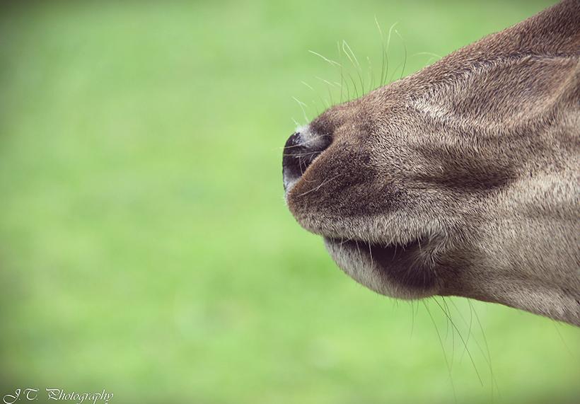 Deer nose