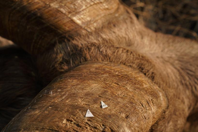 Punched bighorn sheep tag