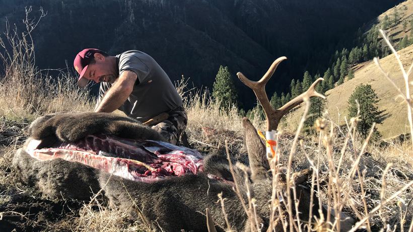 Hunter skinning their harvested mule deer