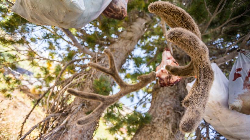 Hanging velvet deer antlers after applying preserve