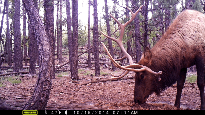 Bull elk trail camera 2