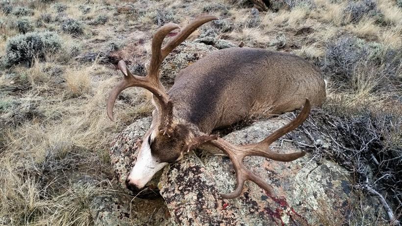 Large Wyoming mule deer buck on the ground