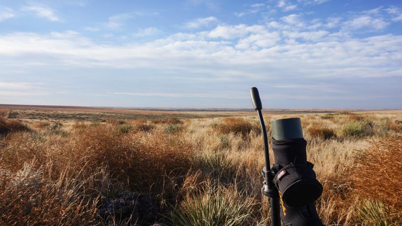 Glassing locations for whitetail and mule deer bucks