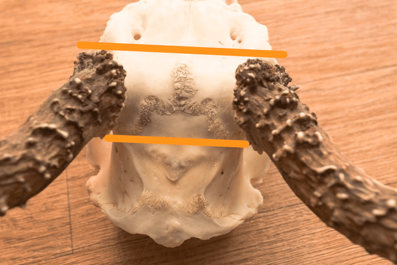 Cutting the skull plate 1