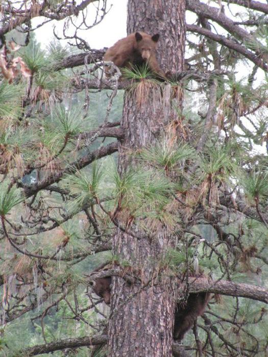 Sow and cub black bear in a tree