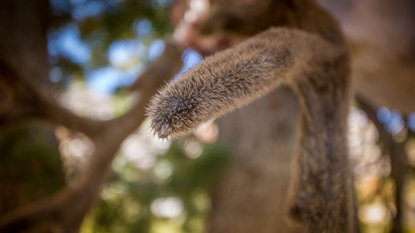 Clear velvet preserve coming out of antler tips