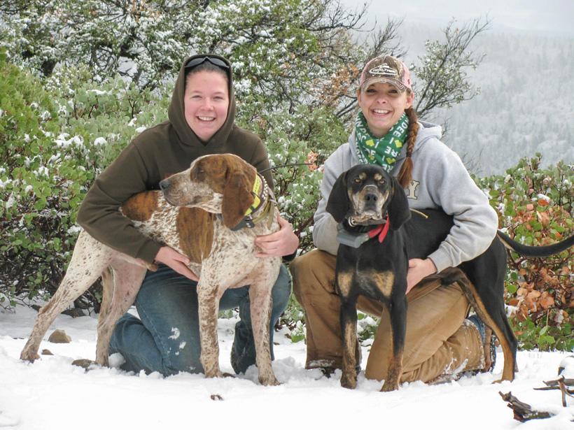 Two bear hunting hounds in the snow