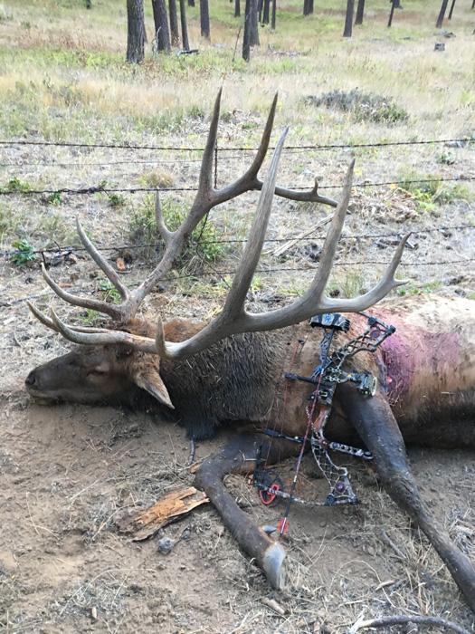 Bull elk taken by andrew douglas in washington_0