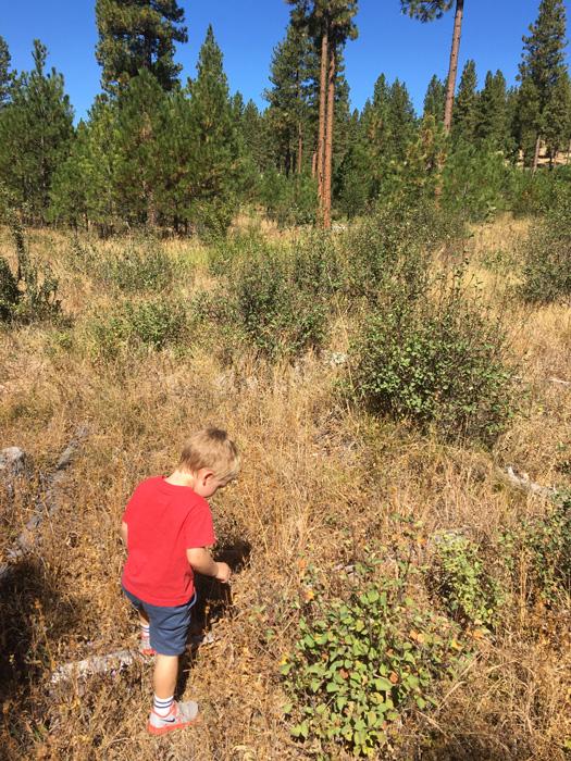 Scouting for elk with kids