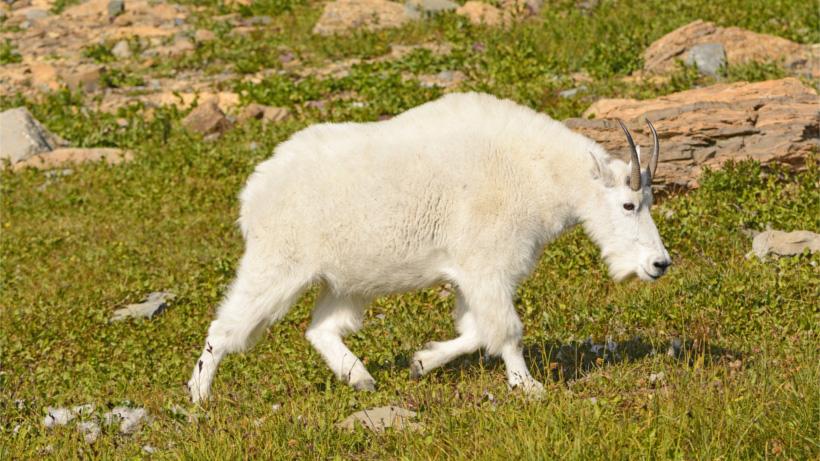 Summer range mountain goat