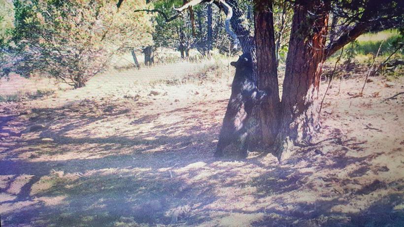 Trail camera photo of arizona black bear