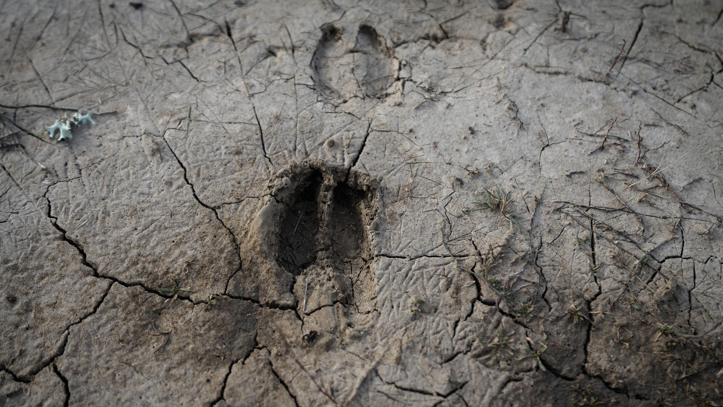 Mule deer tracks in dried up soil