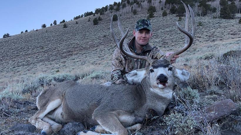 Classic diamond llc mule deer
