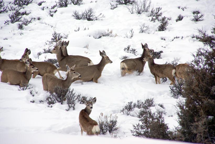 Group of mule deer does