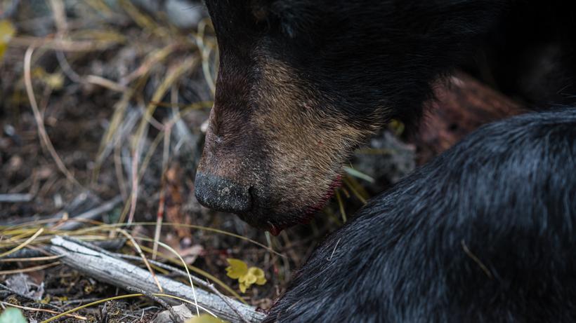 Spring bear hunting tactics 2