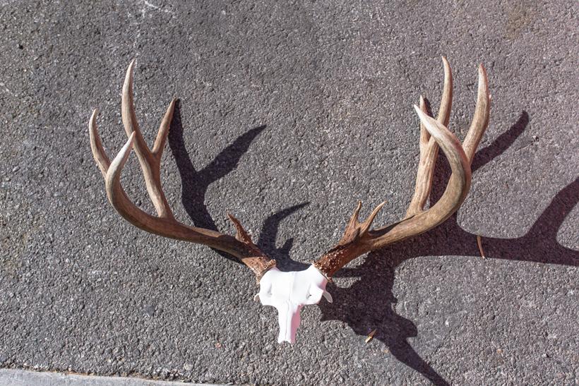 Antlers attached to top skull plate 10