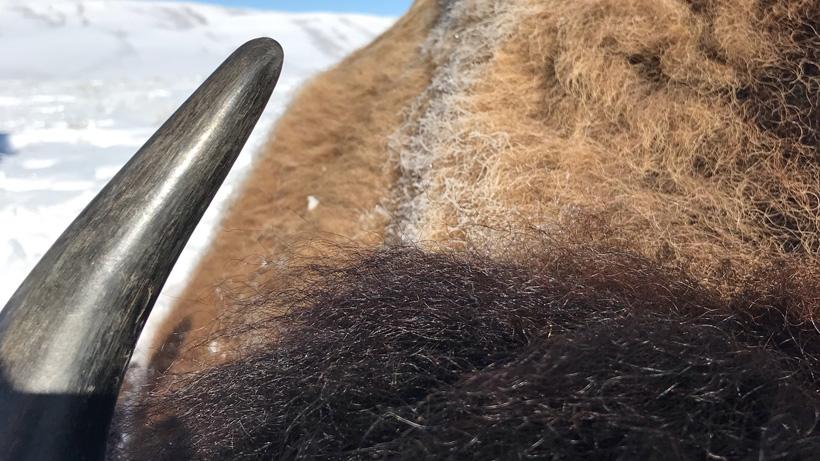 Bison down horn