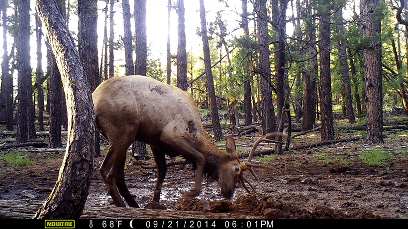 Bull elk wallow 2
