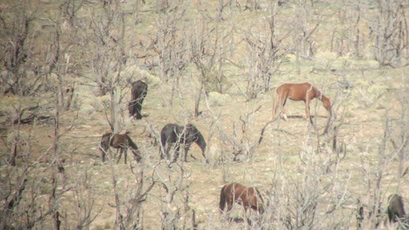 Nevada wild horses while hunting mule deer