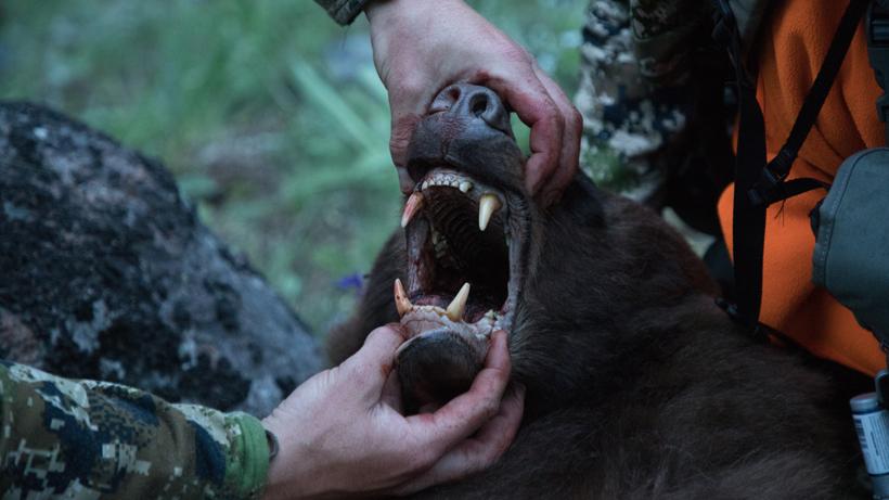 Bear mouth open sitka